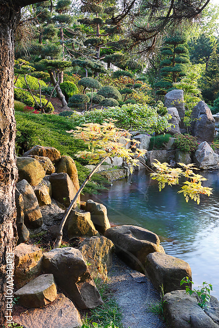 otoczony kamieniami staw w ogrodzie japońskim w miejscowości Jarków