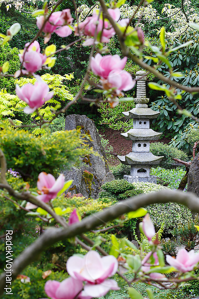 ogrodowa kamienna pagoda widoczna przez kwitnące magnolie, ogród japoński Polska
