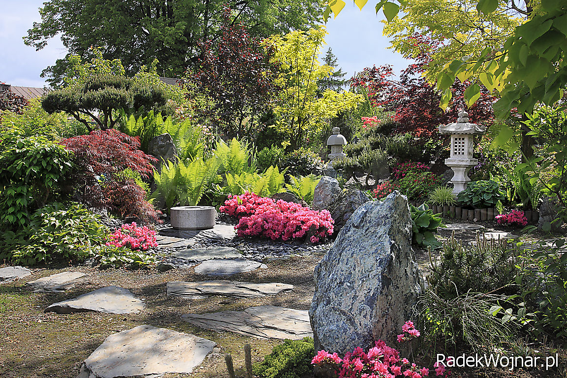 azalie kwitnące w ogrodzie japońskim w Janowicach