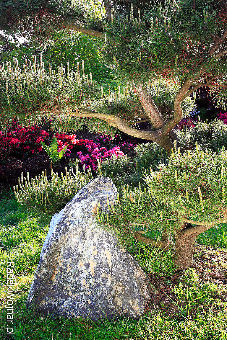 kamień ozdobny pod sosną w wiosennym ogrodzie