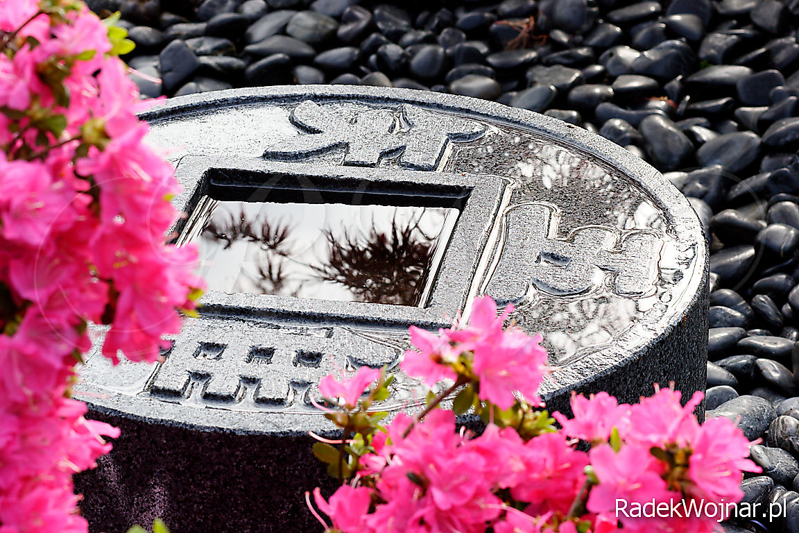 kamienne naczynie na wodę w ogrodzie japońskim, w czasie kiedy kwitną azalie