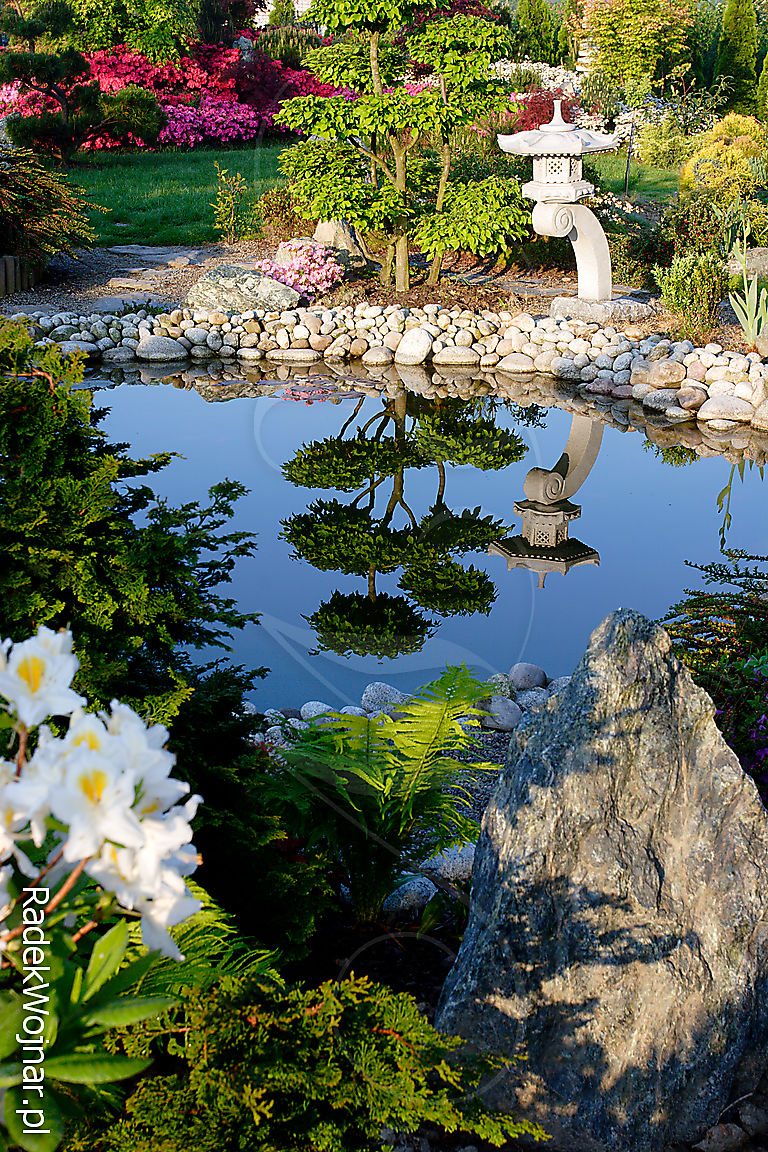 poranek w ogrodzie japońskim z nieruchomą powierzchnią stawu