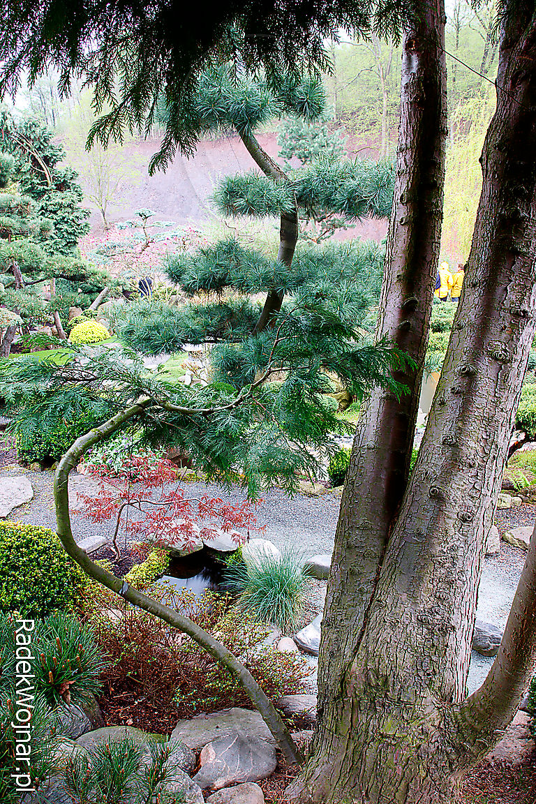 ogród japoński Edwarda Majchera