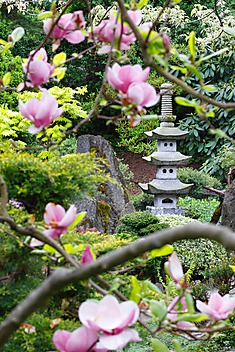 ogrodowa kamienna pagoda widoczna przez kwitnące magnolie, ogród japoński Polska