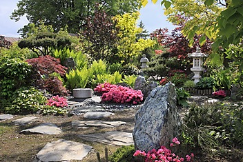 azalie kwitnące w ogrodzie japońskim w Janowicach