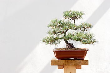 sosna bonsai na tle białej ściany