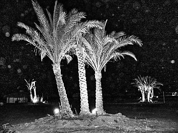 Palmy nocą podświetlone na pustyni