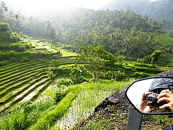 Indonezyjskie pole ryżowe widoczne ze skutera tuż po deszczu