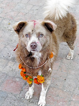 Smutny pies ozdobiony łańcuchem z nagietków w dniu hinduskiego święta w Katmandu, w Nepalu